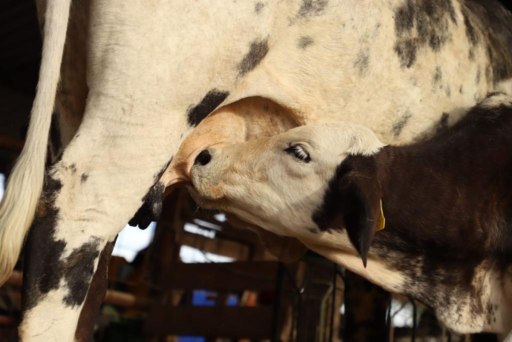 Calostro de Búfala: El Oro Líquido de la Naturaleza